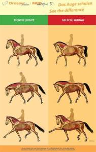 Tässä kuvasarjassa näkyy ravin diagonaaliparien toiminta erilaisissa muodoissa ja askelpituuksissa. Lupa ja lähde kuvan käyttöön: http://www.dressur-studien.de/