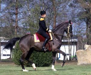 Eversti Carde ja hänen Cadre Noirissa kouluttamansa Quavalcadour piaffessa