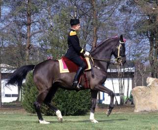 Eversti Carde ja hänen Cadre Noirissa kouluttamansa Quavalcadour piaffessa