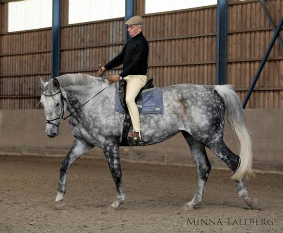Tässä kuvassa eversti Carde on pyytänyt hevosta asettumaan. Lisäämällä hieman aktiivisuutta tahdin säilyttäen hän saa hevosen ojentautumaan hyödylliseen kurkotukseen kohti kuolainta. Kuvan hevonen on C's Ramona.