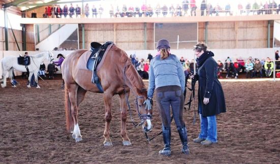 Lakora harjoitteli omistajansa Annukan kanssa pää alhaalla peruuttamista huolellisesti pieniin pilkoituista harjoituksen osista alkaen.