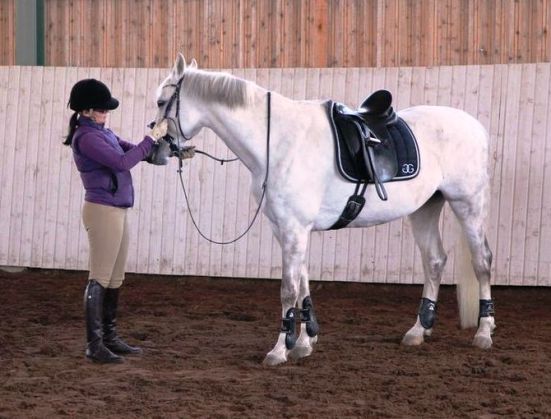 Viiv harjoittelee rentoa asettumista Mintti Rautioahon kanssa.