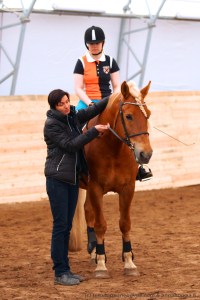 Suomenhevosen kouluttaminen ratsuksi, 6.6.2015 Rovaniemi