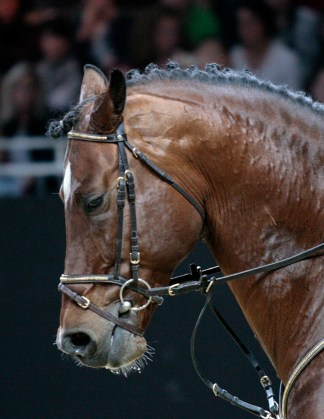 Tense facial expression, the neck and the jaw are locked. The expression resembles the pain face found in equine research.