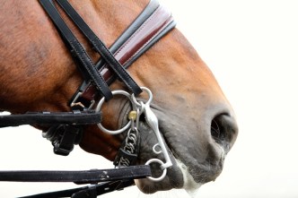 A relaxed mouth and muzzle